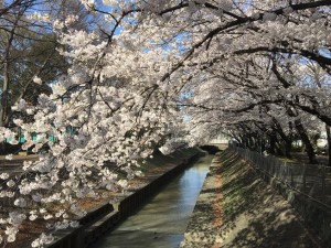 善福寺川付近の桜