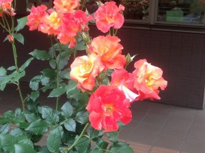 今年春のアンネの薔薇１